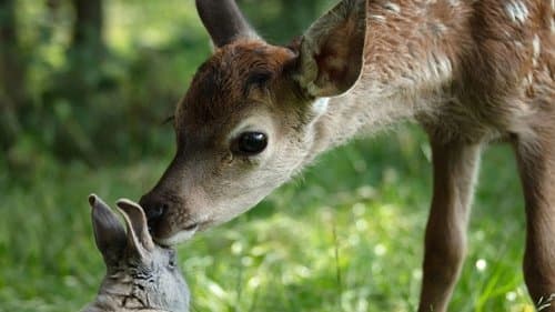 Bambi: A Life in the Woods poster